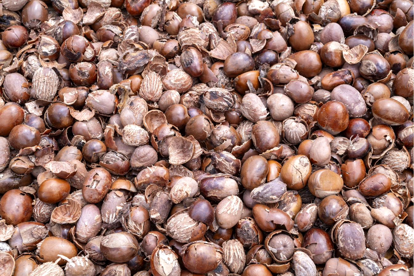 Amandes de karité écalées