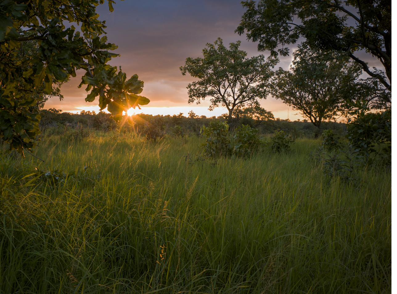 Savane sub-sahélienne, nord Bénin